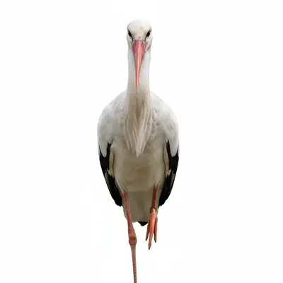 Stork