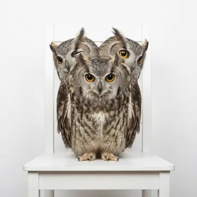 The Owl