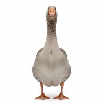 The Old Gray Goose