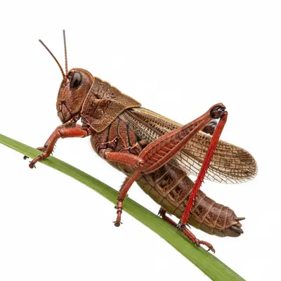 The Red-Legged Locust