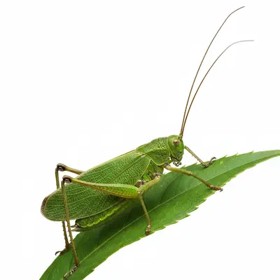The Green Katydid