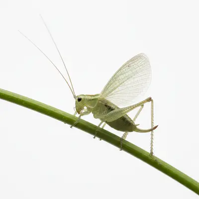 The Wee Tree Cricket