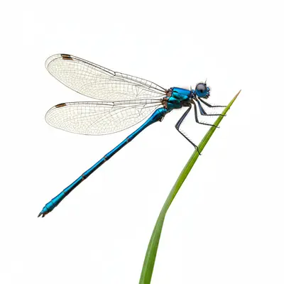 The Dragon-fly